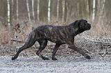 CANE CORSO 763
